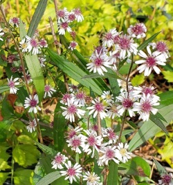 White Woodland Aster, Calico Aster, Starved Aster, One-sided Aster, Symphyotrichum lateriflorum, Aster lateriflorus
